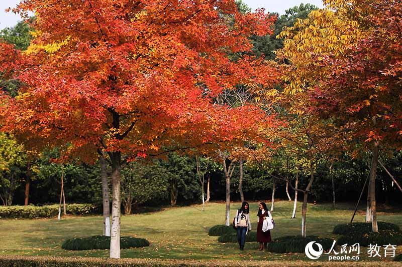 浙江大學 層林盡染，學生在秋林中漫步 （盧紹慶/ 攝）