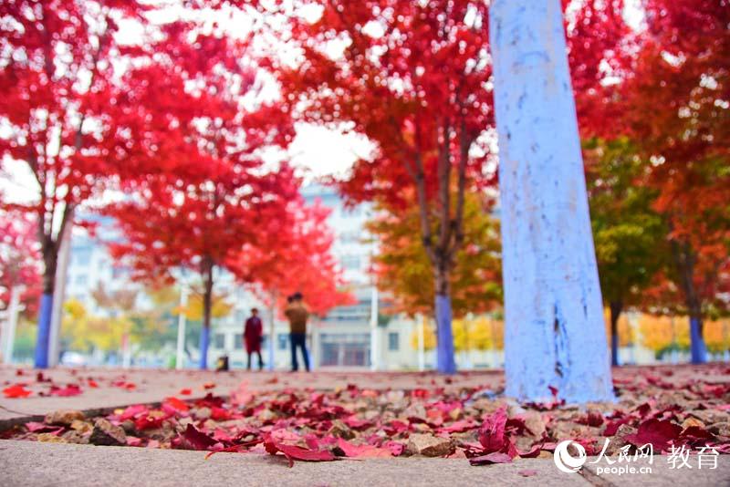 哈爾濱工程大學(xué) 秋日紅葉 （孟思源/攝）