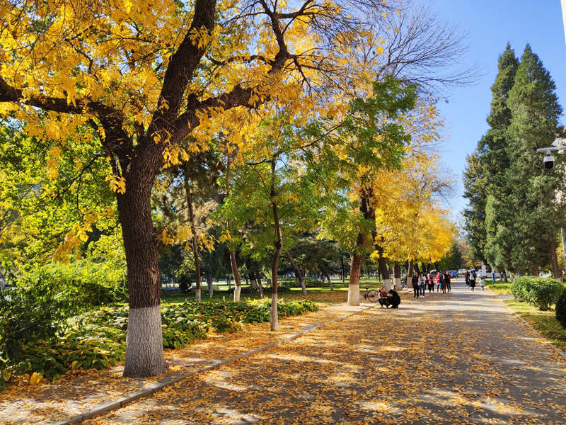 北京郵電大學(xué) 校園秋色（王銜飛/攝）