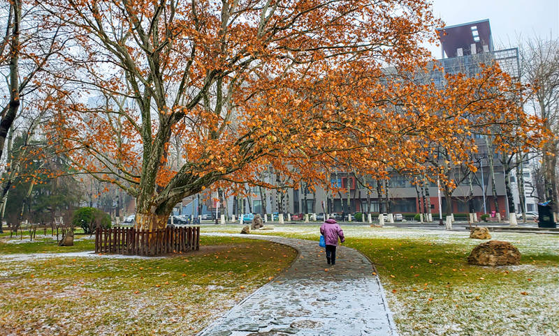 南開大學(xué) 初雪點綴了校園風(fēng)景（宗琪琪/攝）