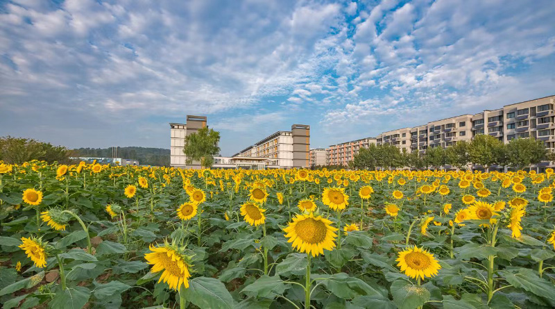 南京郵電大學：向日葵花海生機勃勃，層層金色海浪隨風搖曳，盡情地綻放生命的光彩，蓬勃的模樣，陽光的味道，這一抹亮麗的風景是南郵秋日的油畫。王存宏攝