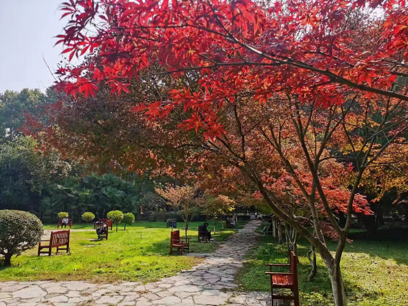 西安交通大學(xué)西花園內(nèi)紅葉盡染秋意濃。西安交通大學(xué)供圖