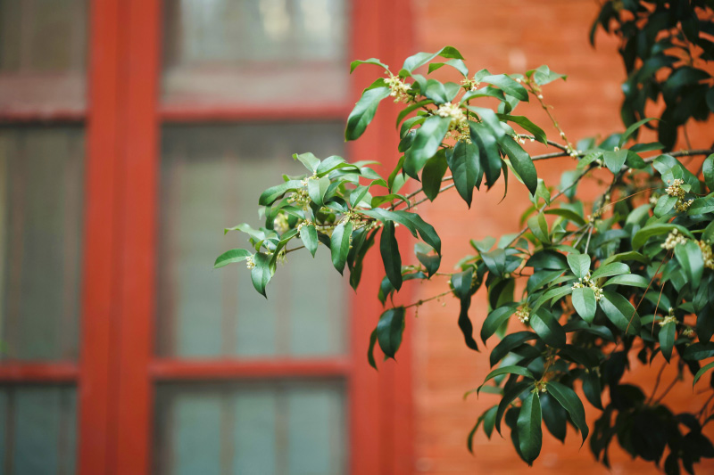 浙江大學之江校區(qū)盛開的桂花，清芬襲人，濃香遠逸。王崇均攝