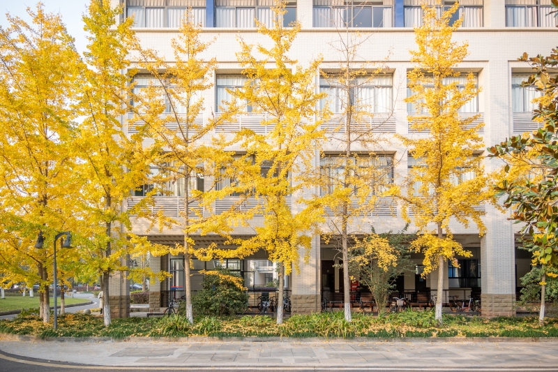 重慶大學(xué)校園內(nèi)，銀杏裝點(diǎn)秋日風(fēng)景。劉琪攝 